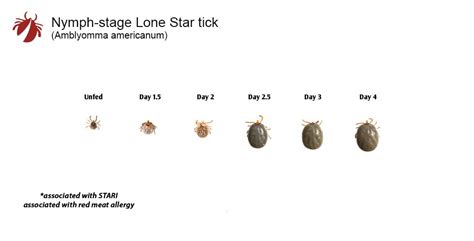 Tick Growth Comparison Charts – TickEncounter