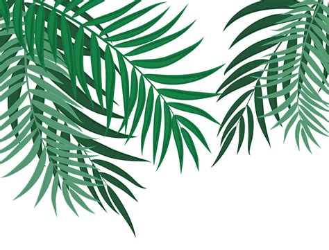 Palm Leaves Vector Art, Icons, and Graphics for Free Download