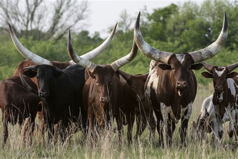 Watusi cattle in a pasture. | Free Photo - rawpixel