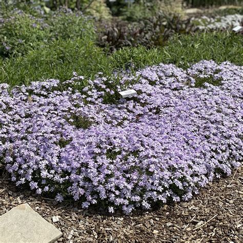 Phlox subulata 'Emerald Blue' - Midwest Groundcovers, LLC