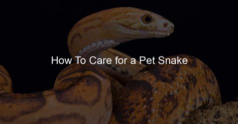 How To Care for a Pet Snake - Family Snake