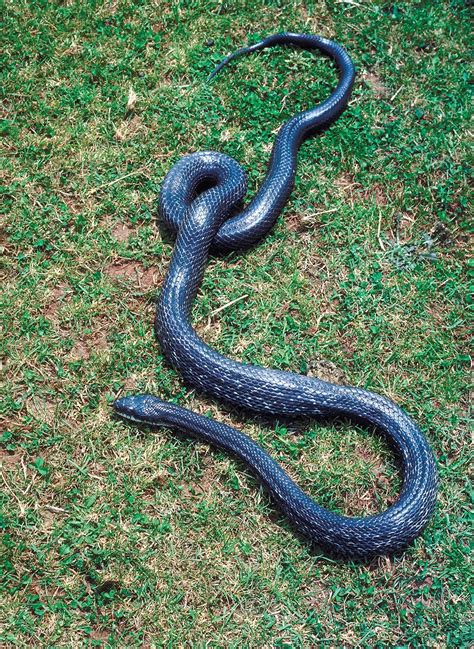 Black rat snake | reptile | Britannica