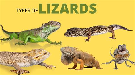 Lizard Definition, Types, Characteristics, Classification,, 48% OFF