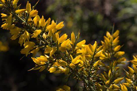 Flowering Gorse