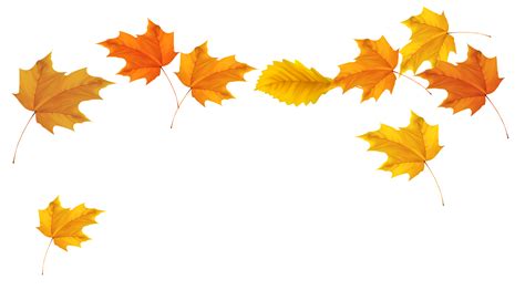 fall leaves transparent background - Clip Art Library