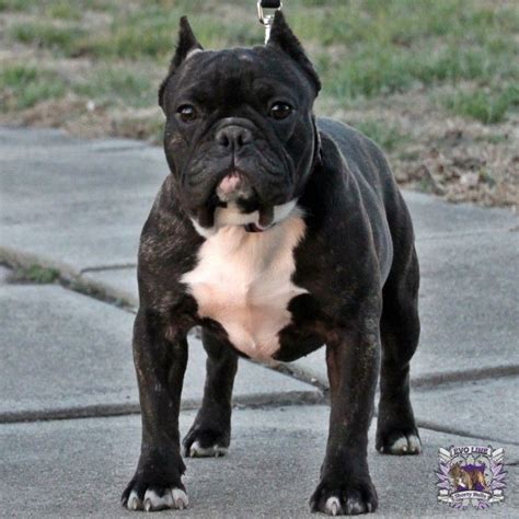 29+ Shorty Bulldog Puppies For Sale Pic - Bleumoonproductions