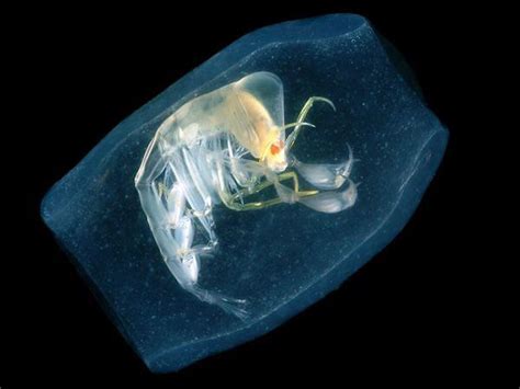 When a female pram-bug kills a sea salp, it doesn’t just eat it... It will the use it to house ...