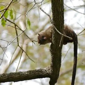 Black-tailed marmoset - Facts, Diet, Habitat & Pictures on Animalia.bio