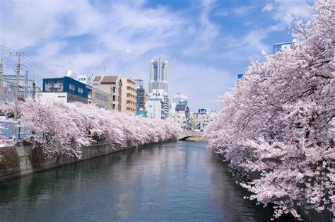 Cherry Blossom Sakura River Cherry Blossom Japan Tourist Spots