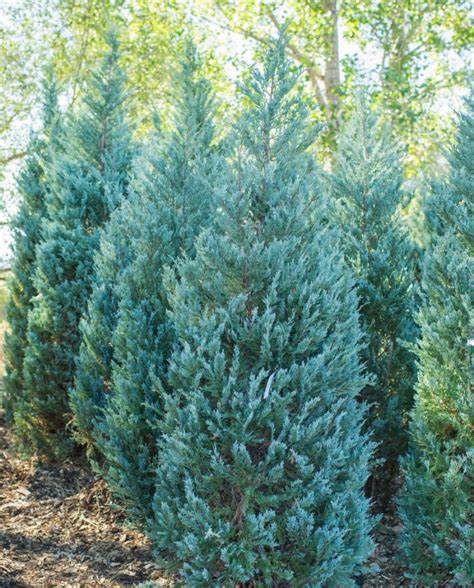 JUNIPER MOONGLOW | CreekSide Tree Nursery