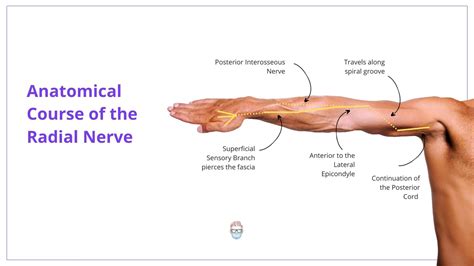 Más temprano columpio Sip radial nerve anatomy Panadería Muscular Calamidad