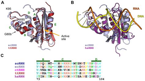 Key features of RNase H structure and sequence. (A) Structural... | Download Scientific Diagram