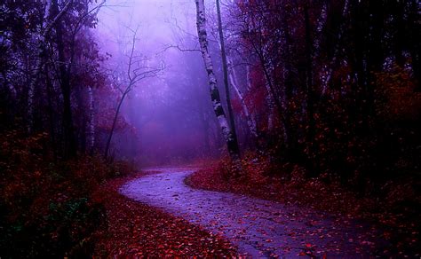 Misty Autumn Forest Path Wallpapers - Wallpaper Cave