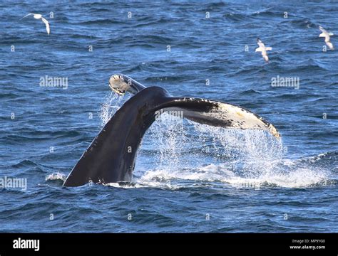 Humpback whales feeding Stock Photo - Alamy