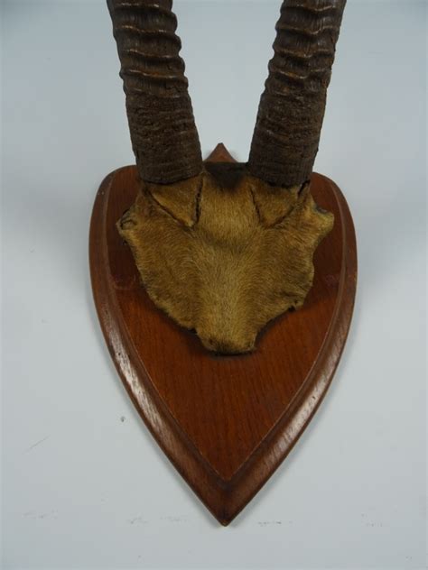 Antique Taxidermy Sable Antelope Horns