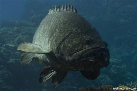 Epinephelus lanceolatus - Brindle bass | Reef Life Survey