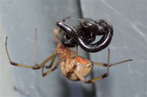 Spiders eating snakes, oh my! Here are the photographs to prove it ...