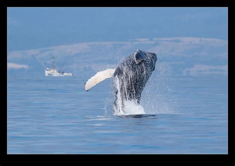 Breaching Humpback | RobsBlogs