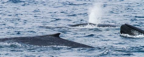 Antarctic blue whale song penetrates the vast Southern Ocean – Australian Antarctic Program ...