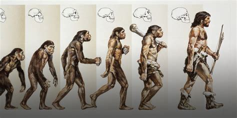 Evolution Of Man Names Of Stages