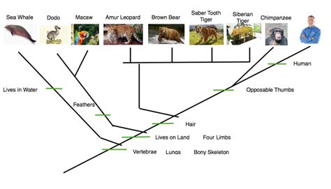 Cladogram - Evolution Solution