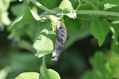 Pisum sativum L. (Fabaceae) cv. Blauwschokker