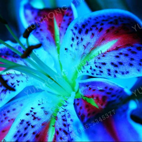 Blue Tiger Lily Flower