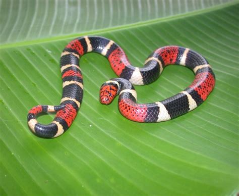 The Aquatic Coral Snake (Micrurus surinamensis) – Things Guyana