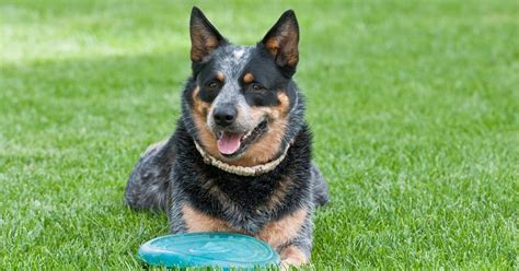 Blue Heeler Socialization Training - Doglopedix