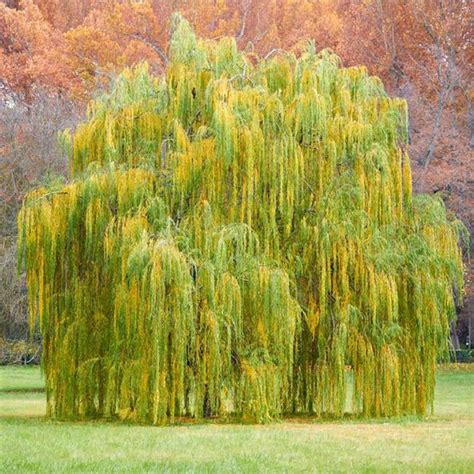 Babylonian Weeping Willow Tree | lupon.gov.ph