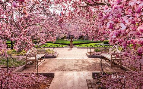 Cherry blossoms at the National Mall, Washington, DC | Cherry blossom pictures, National mall ...