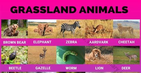 Grassland Animals: Big List of 160+ Grassland Animals in The World ...