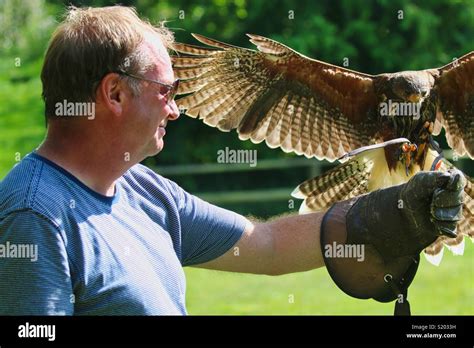 Flying a Harris Hawk Stock Photo - Alamy