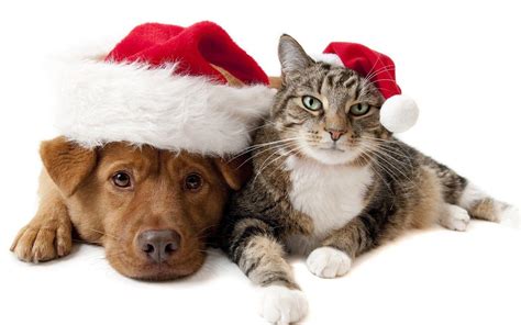 Cat And Dog Christmas Wallpapers - Wallpaper Cave