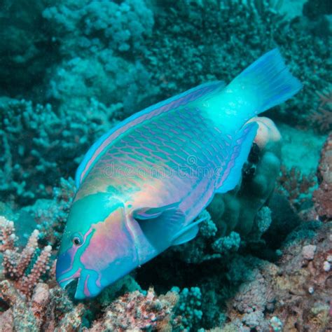 Parrotfish eating coral stock image. Image of parrot - 142673589