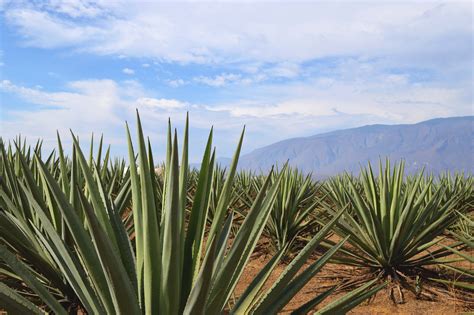 Free Images : sky, vegetation, agave azul, shrubland, plant community, arecales, grass, cactus ...