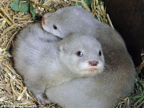 Ring of WHITE water: The albino otter cubs who leave the rest of the family in the dark | Daily ...