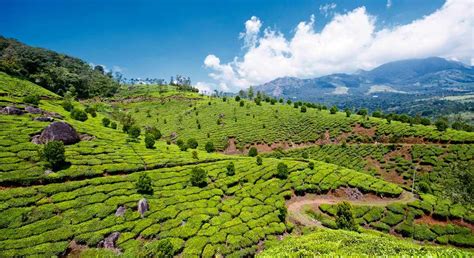 Hill Station Munnar is Freezing in Cold, Find Out the Breathtaking Pictures