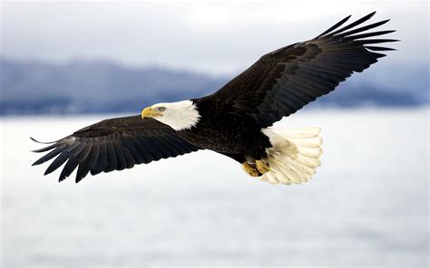 Bald Eagle in mid-air flight… | PRINCE GEORGE'S COUNTY PARENTS ...