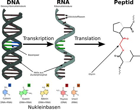 Structure of RNA and Types of RNA Comparison between DNA and RNA