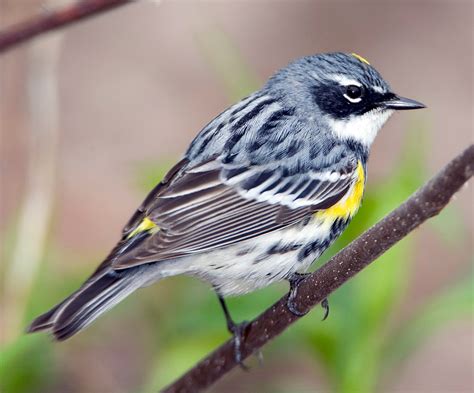 Yellow-rumped Warbler - eBirdr