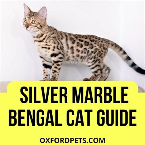 Silver Marble Bengal Cat: [Traits, Personality, Lifespan] - Oxford Pets