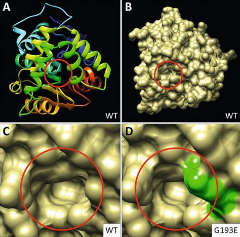 Strigolactone Signaling in Plants | IntechOpen