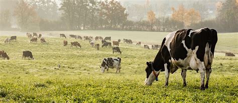 Farm Taxes - How to File a Cow on Taxes | TaxAct Blog