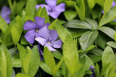 Growing Periwinkle, Vinca Minor – How to Care for this Ground Cover - Plantopedia