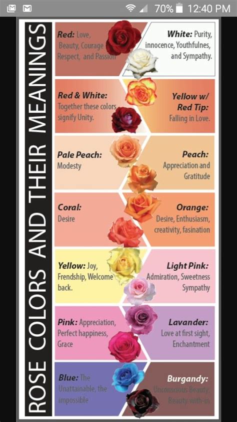 Red roses | Flower meanings, Rose color meanings, Different types of flowers