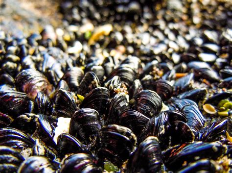 The Aquaculturists: Blue mussels’ ability to buffer against environmental stress shows great ...