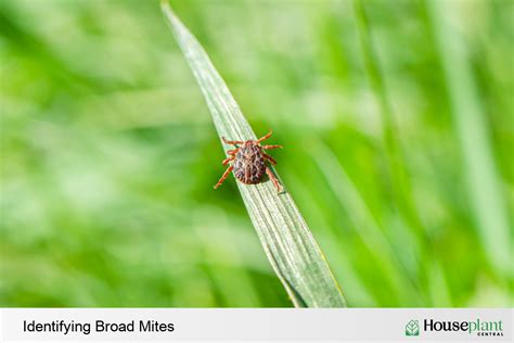 Broad Mites: Understanding and Controlling