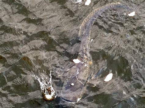 feeding bread to massive catfish in the Chernobyl cooling … | Flickr