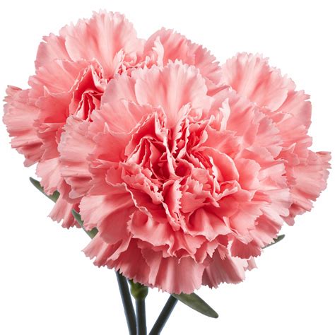 Free photo: Pink carnation flower - Beautiful, Carnation, Close-up - Free Download - Jooinn